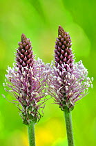 Two Hoary plantain (Plantago media) flowers, Hod Hill, Dorset, UK, July