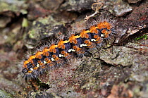Jersey tiger moth (Euplagia quadripuncraria) caterpillar, Dorset, UK, March