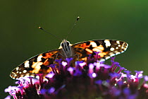 Painted lady butterfly (Vanessa cardui) feeding on verbena flowers, Dorset, UK, October