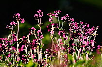 Red campion (Silene dioica) flowers backlit with evening sunlight, Dorset, UK, May
