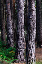 Scots pine (Pinus sylvestris) trunks, Arne, Dorset, UK, Sptember