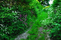 Overgrown country lane and hedges in spring, Dorset, UK, May 2008