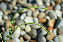 Yellow horned poppy (Glaucium flavum) seed pods, Chesil beach, Dorset, UK, August