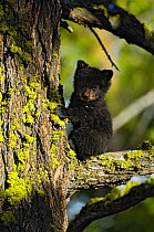 Baby Black Bear (Ursus americanus) up a tree, Yellowstone National Park, USA, May
