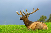 Bull Elk (Cervus canadensis) lying down in approaching spring storm, Yellowstone National Park, Wyoming, USA, June