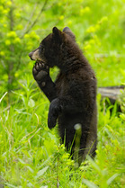 Black bear (ursus americanus) cub standing on hind legs, Yellowstone National Park, USA, June