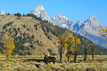 Bull Moose (Alces alces) Grand Teton National Park, Wyoming, USA, September
