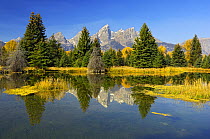 Beaver Pond with mountains and trees reflected in surface, Grand Teton National Park, Wyoming, USA, September 2006