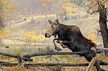 Moose (Alces alces) jumping a fence, Grand Teton National Park, Wyoming, USA, October