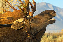 Bull Moose (Alces alces) with vegetation on antlers, portrait, Grand Teton National Park, Wyoming, USA, October