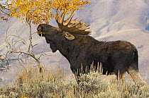 Bull Moose (Alces alces) feeding, Grand Teton National Park, Wyoming, USA, October