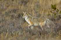 Coyote (Canis latrans) in grassland, Yellowstone National Park, Wyoming, USA, October