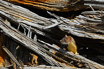 Long tailed weasel (Mustela frenata) looking out from inside decaying fallen tree, Yellowstone National Park, Wyoming, USA, May