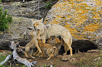 Coyote (Canis latrans) with three pups, one feeding, Yellowstone National Park, Wyoming, USA, May