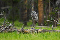 Great grey owl (Strix nebulosa) on branch of fallen tree, Yellowstone National Park, Wyoming, USA, May