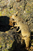 Coyote (Canis latrans) climbing over rocks carrying pup in mouth, Yellowstone National Park, Wyoming, USA, June