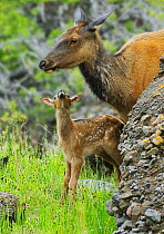 Newborn Elk (Cervus canadensis) calf looks up to its mother, Yellowstone National Park, USA, June