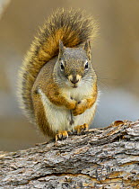 North American red squirrel (Tamiasciurus hudsonicus) sitting, Yellowstone National Park, Wyoming, USA, June