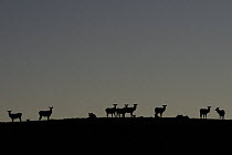Elk (Cervus canadensis) herd silhouetted on horizon, USA, October