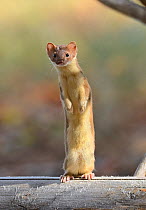 Long-tailed weasel (Mustela frenata) standing on hind legs, Yellowstone National Park, Wyoming, USA, June
