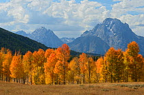 Autumal trees with mountains in the distance, Grand Tetons National Park, Wyoming, USA, October 2011