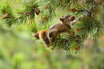 North American red squirrel (Tamiasciurus hudsonicus) on branch with pine cone in its mouth, USA, October