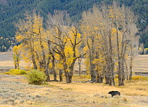 Grizzly bear (Ursus arctos horribilis) in grassland, Yellowstone National Park, Wyoming, USA, October