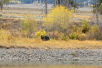 Grizzly bear (Ursus arctos horribilis) in long grass near water, Yellowstone National Park, Wyoming, USA, October