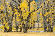 Cottonwood trees (Populus sargentii) on the Lamar River, Yellowstone National Park, Wyoming, USA, October 2011