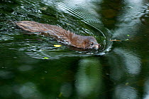 European mink (Mustela lutreola) swimming, captive, Germany, Critically endangered