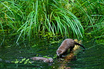 Two European mink (Mustela lutreola) one walking along log, the other swimming, captive, Germany, Critically endangered