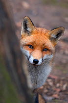 Red fox (Vulpes vulpes) looking out from behind tree, captive