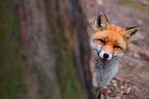 Red fox (Vulpes vulpes) looking out from behind tree, captive