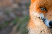 Red fox (Vulpes vulpes) close-up of half of face, captive
