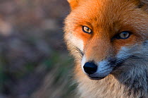 RF- Red fox (Vulpes vulpes) head portrait, captive. (This image may be licensed either as rights managed or royalty free.)