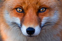 Red fox (Vulpes vulpes) portrait, captive