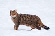 RF- Wild cat (Felis silvestris) in snow, captive. Germany. (This image may be licensed either as rights managed or royalty free.)
