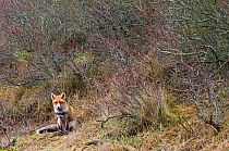 Red fox (Vulpes vulpes) sitting, The Netherlands, March