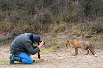 Man taking photograph of Red fox (Vulpes vulpes) The Netherlands, March 2011