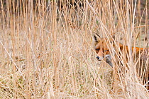 Red fox (Vulpes vulpes) behind long grass, The Netherlands, March