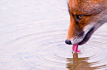 Red fox (Vulpes vulpes) drinking, The Netherlands, March
