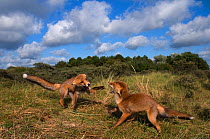 Two Red fox (Vulpes vulpes) cubs, four months, play fighting, The Netherlands, June