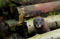 European mink (Mustela lutreola) looking out from pile of felled trees, captive, Germany, Critically endangered