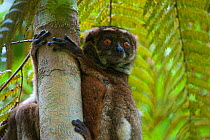 Woolly lemur (Avahy laniger) clinging to tree, Andasibe Mantadia National Park, Madagascar, September