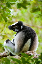 Indri (Indri indri) sitting on branch, Anamazalaotra Spacial Reserve, Madagascar, September