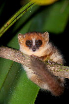 Goodman's mouse lemur (Microcebus lehilahytsara) clinging to branch, Andasibe Mantadia National Park, Madagascar, September