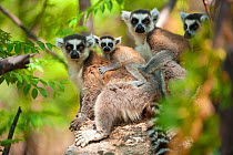 Three Ring tail lemurs (lemur catta) one with young on back, sitting on branch, Anja reserve, South Madagascar, September