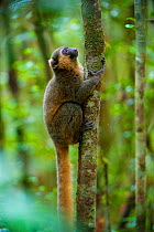 Golden bamboo lemur (Hapalemur aureus) clinging to tree trunk, Ranomafana National Park, East Madagascar, Endangered, September