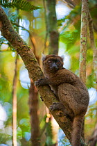 Greater bamboo / Broad nosed gentle lemur (Prolemur / Hapalemur simus) on branch, Ranomafana National Park, Madagascar, Critically endangered, September 2010