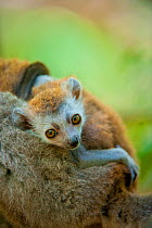 Crowned lemur (Eulemur coronatus) baby on mothers back, Ankarana Special Reserve, Ambilobe, North Madagascar, November